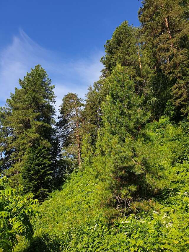 Апартаменты Усадьба в горах Артыбаш-236